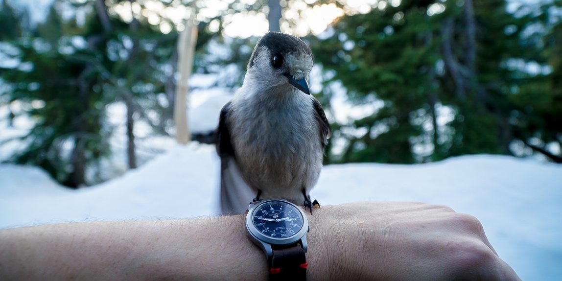 First Canada Jay wrist shot AJ took, blue seiko watch on wrist with leather strap and bird sitting on it looking straight at camera